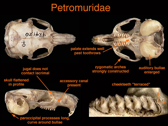 Tetrapoda