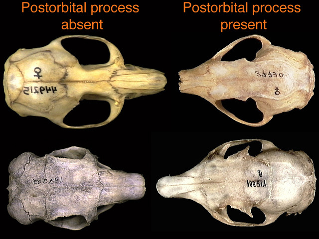 Anomalurus