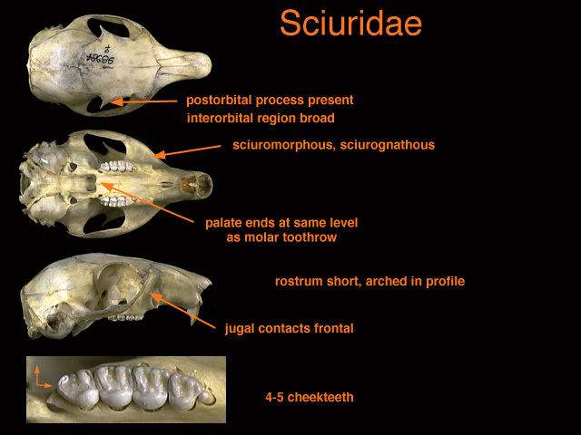 Sciurus carolinensis