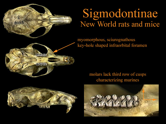 Vertebrata