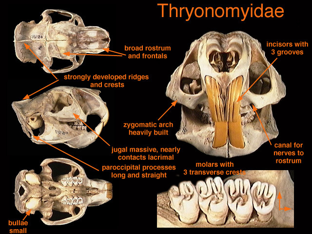 Synapsida