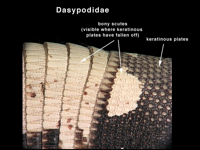 Gnathostomata