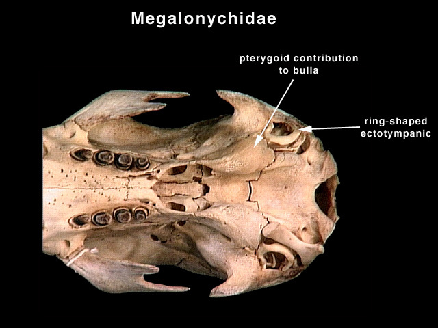 Craniata