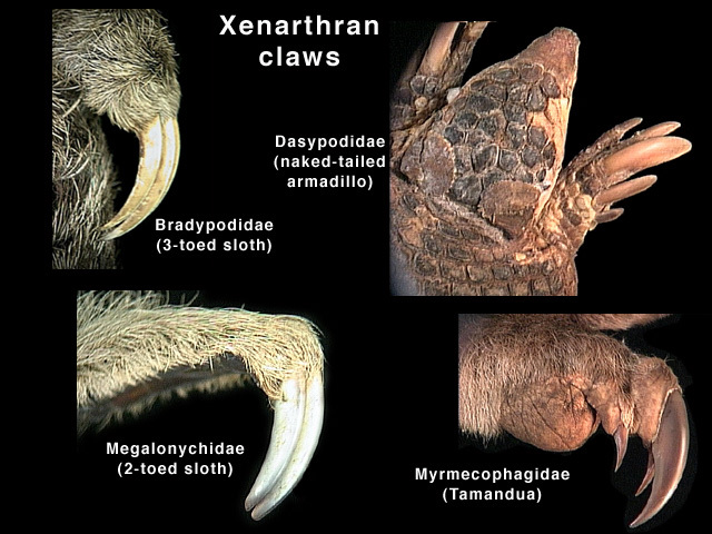 Mammalia