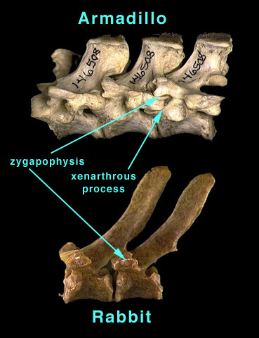 Vertebrata