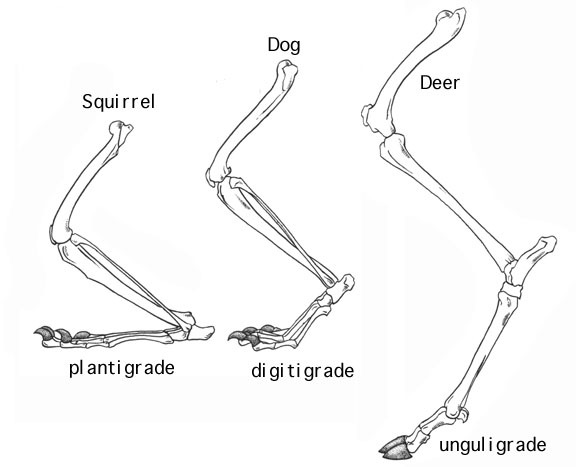 Tetrapoda