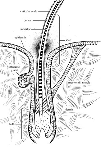 Deuterostomia