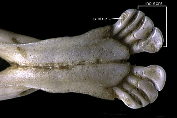 Euteleostomi