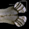 Cephalophinae