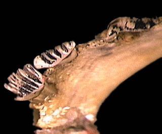 Vertebrata