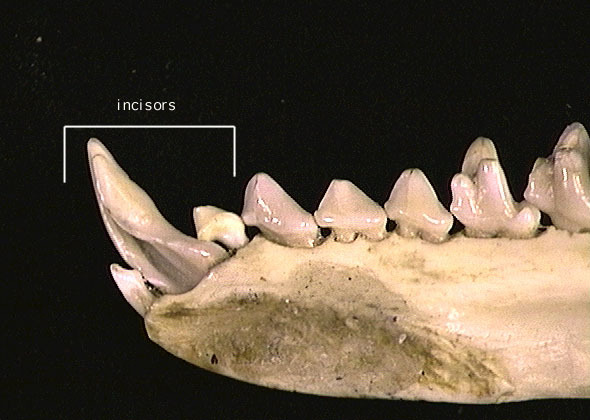 Craniata