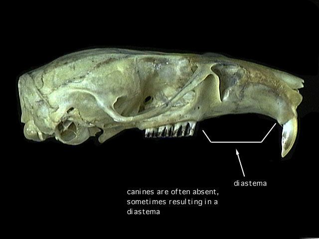 Gnathostomata