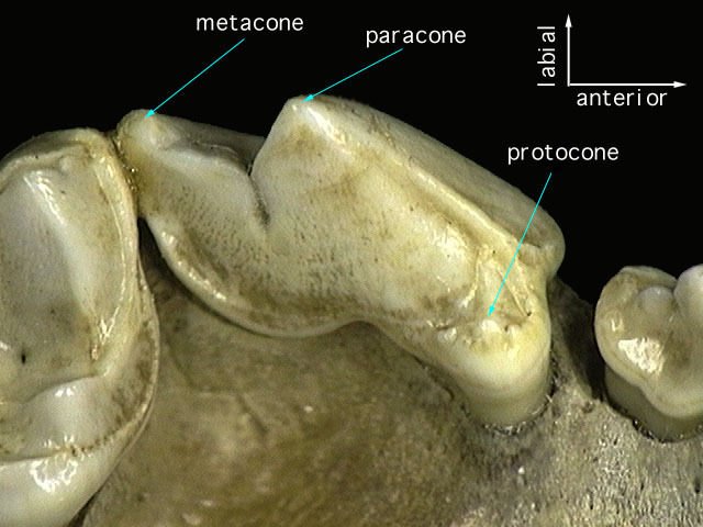 Craniata