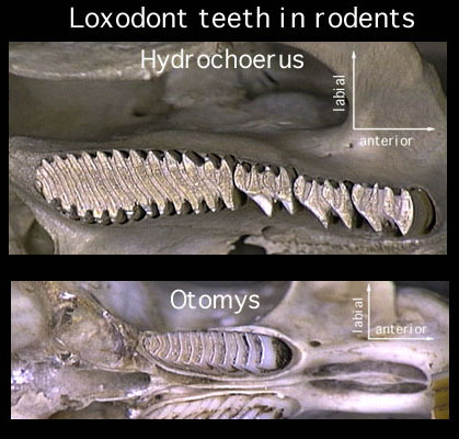 Euteleostomi