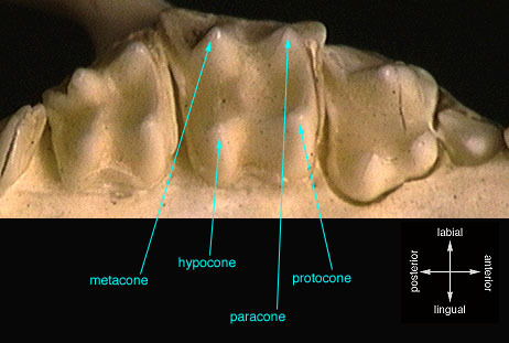 Craniata