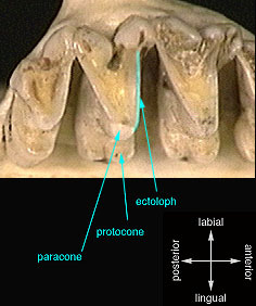 Solenodon paradoxus