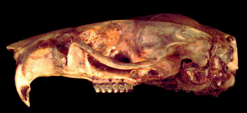 Craniata