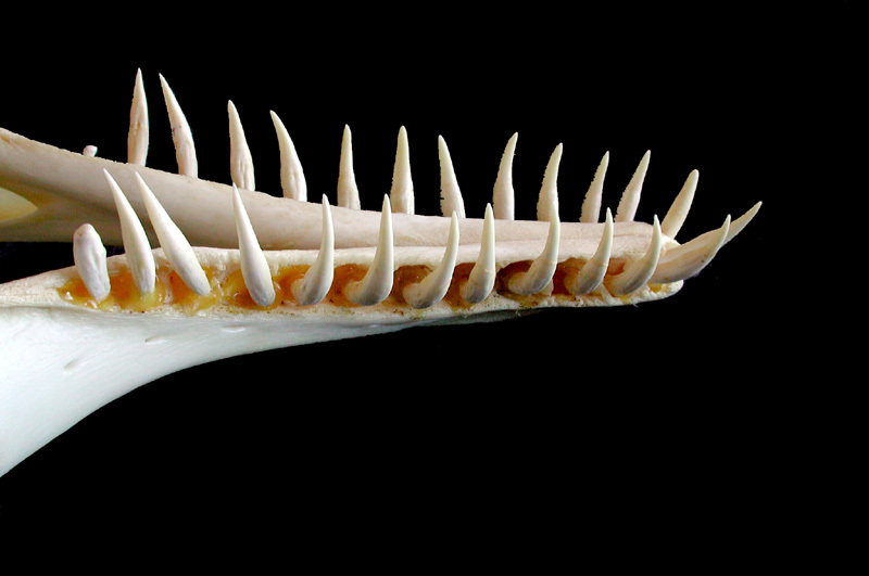 Vertebrata