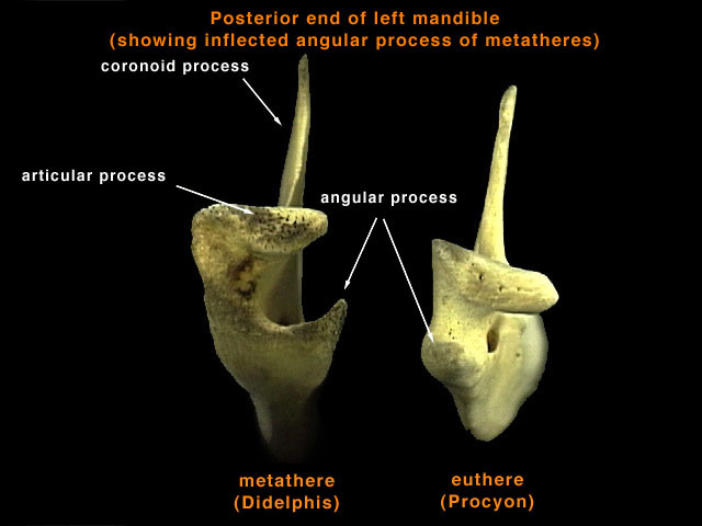 Metatheria