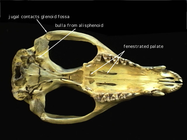 didelphis_ventral