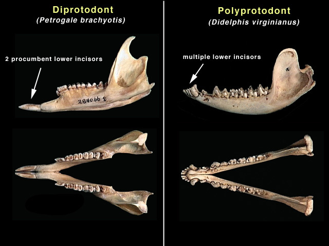 Diprotodontia