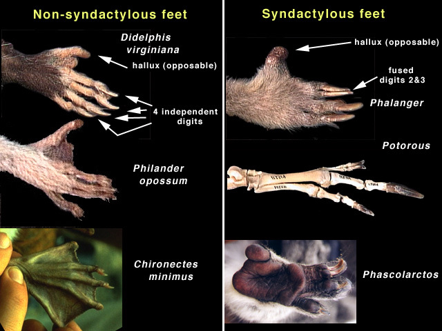 Diprotodontia