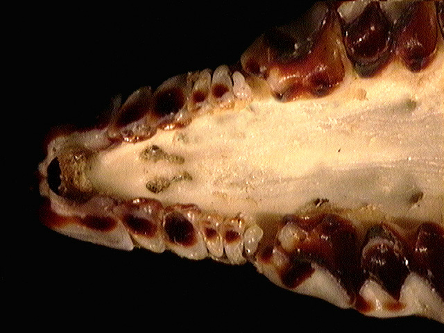 Vertebrata