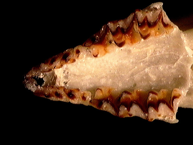 Euteleostomi