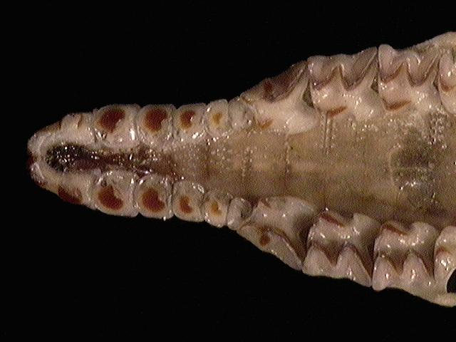 Craniata