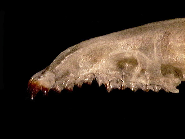 Euteleostomi