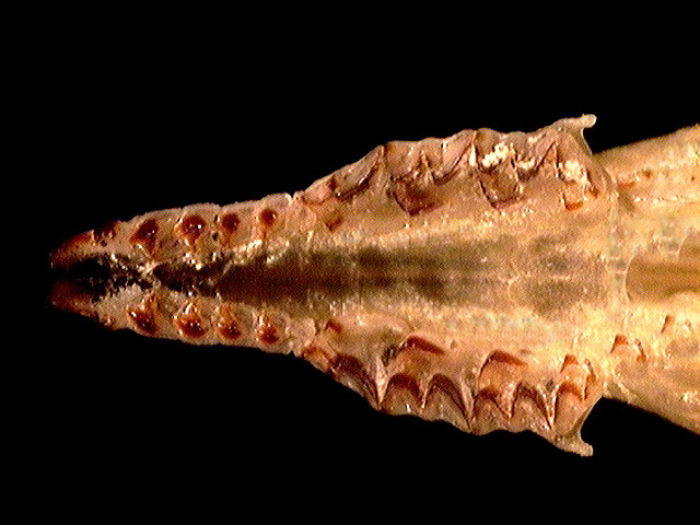 Vertebrata