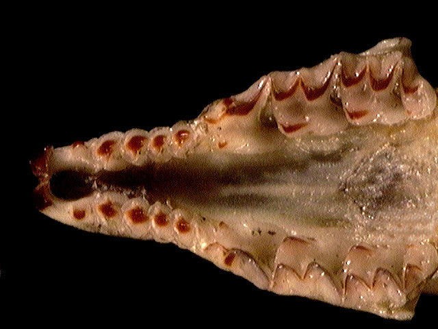 Euteleostomi