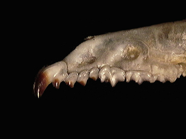 Vertebrata