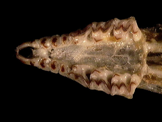 Vertebrata