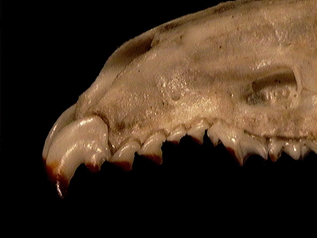 Craniata