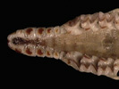 Deuterostomia