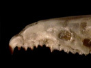 Deuterostomia