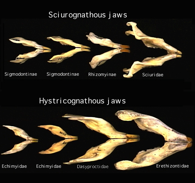 Rhizomyinae