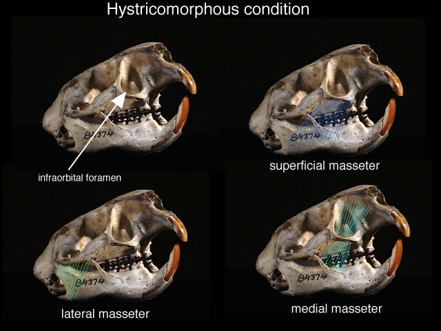 Hystricognathi