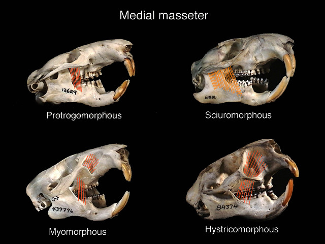 Deuterostomia