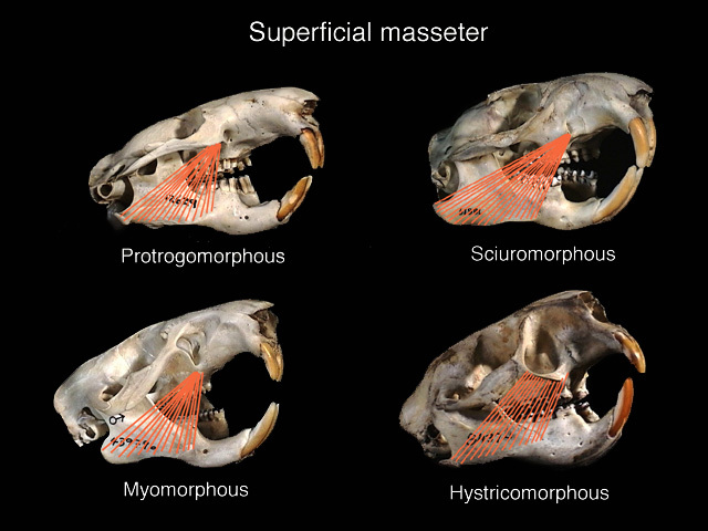 Muroidea