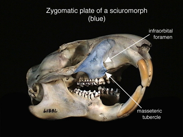 Deuterostomia