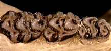 Deuterostomia