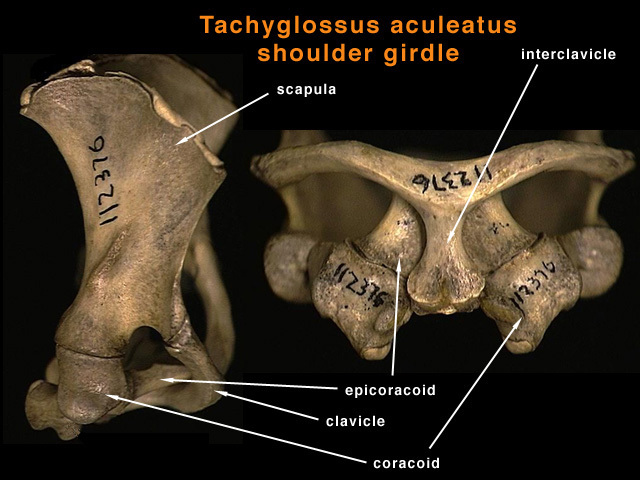 Vertebrata