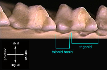 Gnathostomata