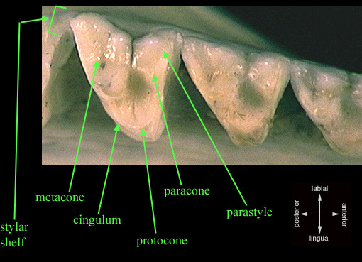 Euteleostomi