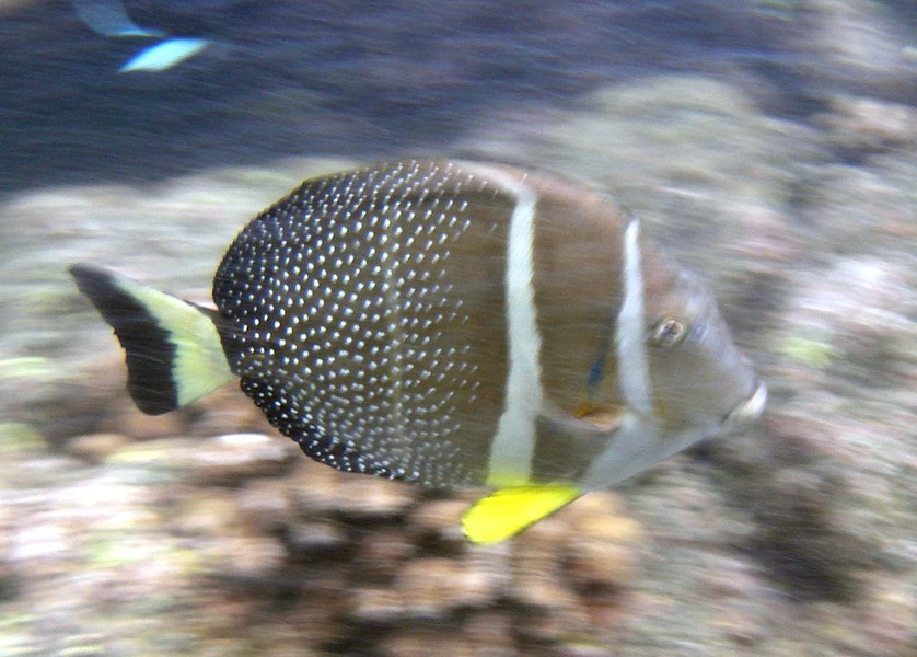 Acanthurus guttatus