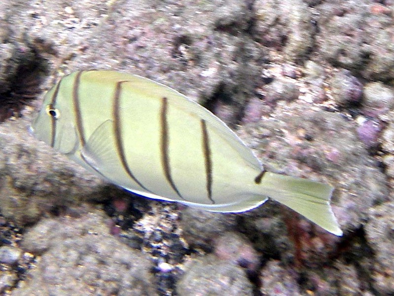 Deuterostomia