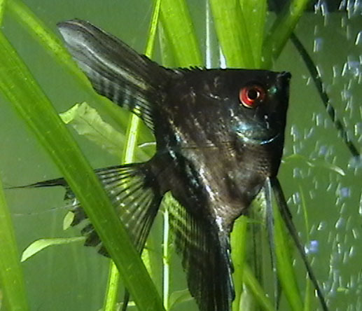 angelfish2
