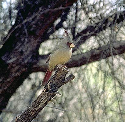 Cardinalidae